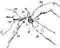 Nut Opener patent